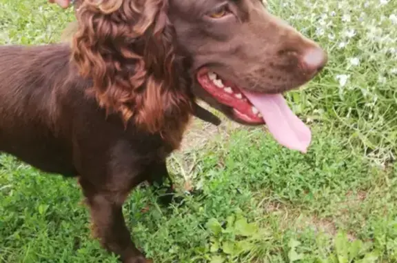 Найдена собака в Новохоперске