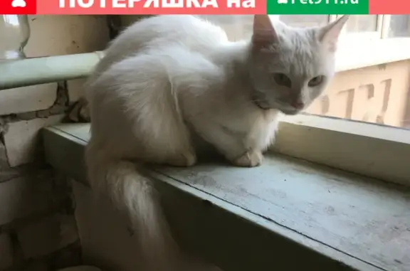 Найдена подростковая кошка на Назарбаева 15 в Казани