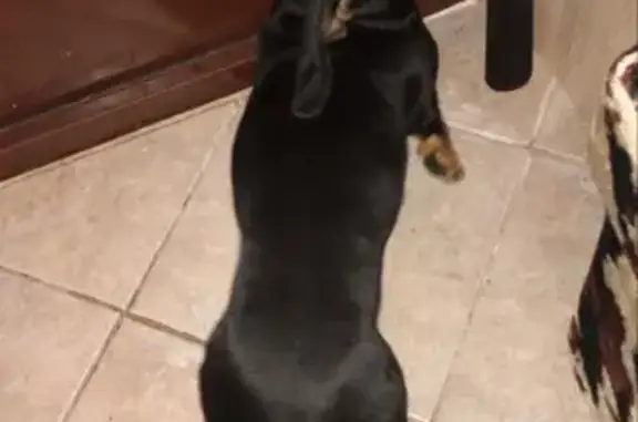 Найдена собака, Москва, фото: Найдена такса в Полушкино, Московская область