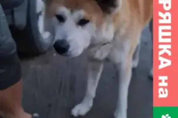 Собака в коричневом ошейнике найдена в поселке Раскуиха