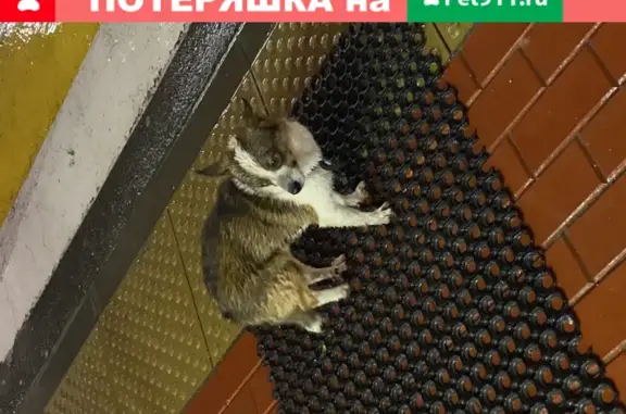 Найдена кошка в Мурманске на улице Морская