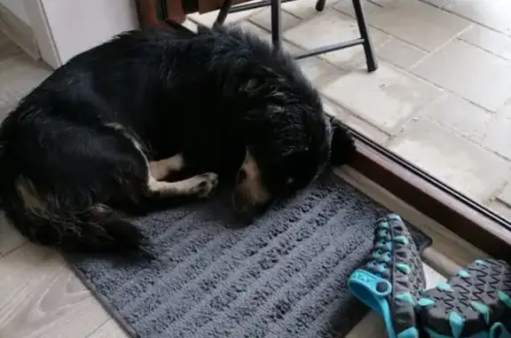 Найден пёс в Сукко, Анапа, Краснодарский край