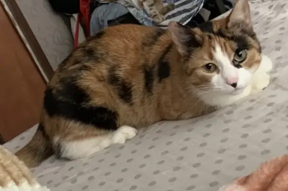 Кошки потеряшки, Санкт-Петербург, фото: Потеряшка кошка Муся на Софийской 35к4