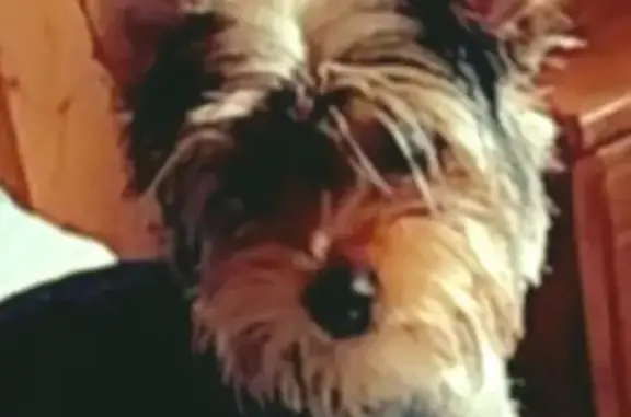 Объявления о пропавших и найденных животных, Нижний Новгород, фото: Пропала собака на ул. Панфиловцев, Нижний Новгород