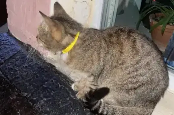 Найден котик с желтым ошейником у метро Сходненская