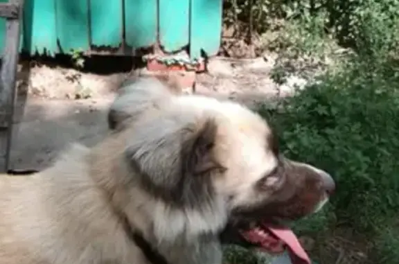 Найдена собака на ул. Салтыкова-Щедрина