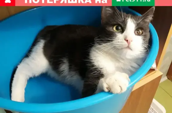 Пропала кошка в Николо-Черкизово, Солнечногорск.