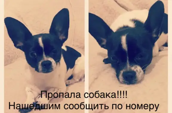 Пропала собака Жужа на Ропшинской улице