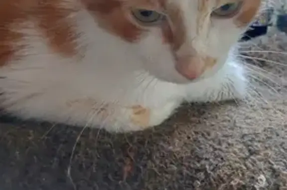 Найден кот в районе Соколиной горы, проверен на инфекции