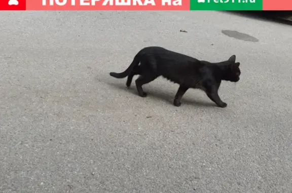 Найден домашний котик в СПб, Калининский район, м. Академическая