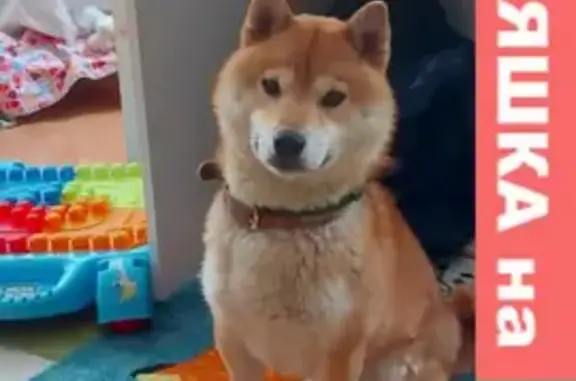 Пропала собака породы Сиба Ину в поселении Вороновское, Москва