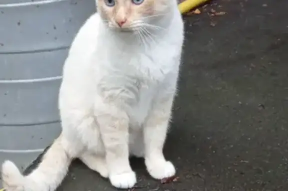 Пропала кошка Лео в поселке Луч, Московская область