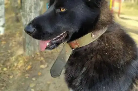 Пропала собака Космос в СНТ Эврика, Бронницы, Московская область