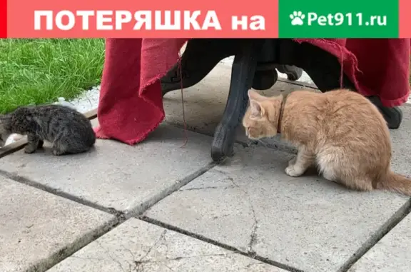 Пропала собака на ул. Писаревская, 33 в Пушкино