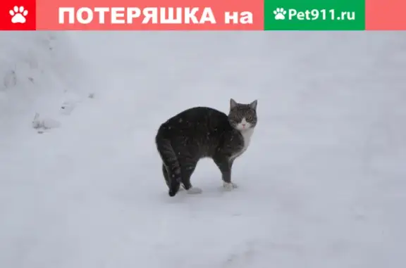 Пропала кошка на Малой Садовой, Кимры, Тверская область