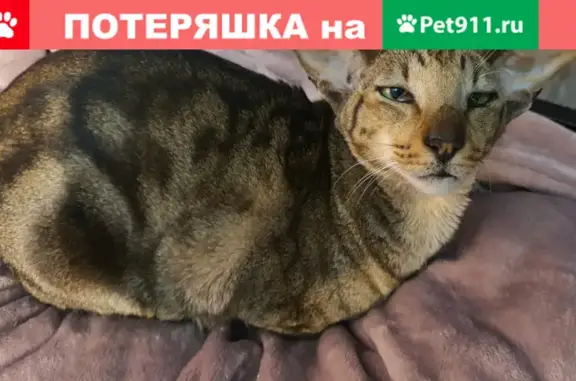 Пропала кошка в Тверском районе, Москва