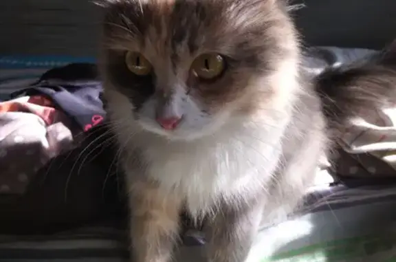Найдена кошка в Иваново, пр-т Строителей 102