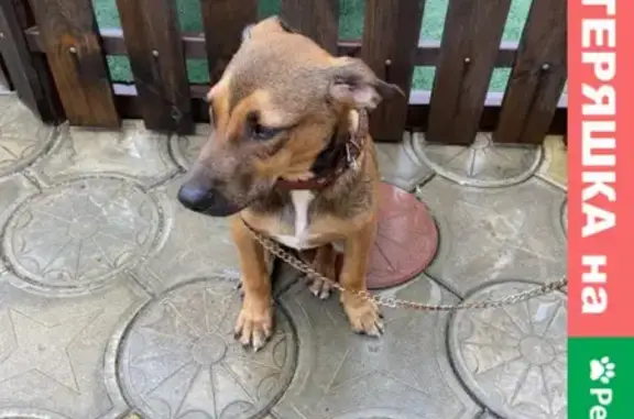 Найден щенок на улице Трудящихся в Анапе
