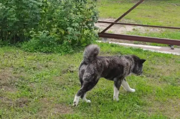 Найдена собака породы Акита в Дубровке