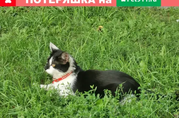 Найдена кошка у остановки трамвая на Серпуховском Валу
