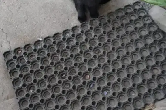 Найдена черная кошка на ул. Казанская, возраст около года