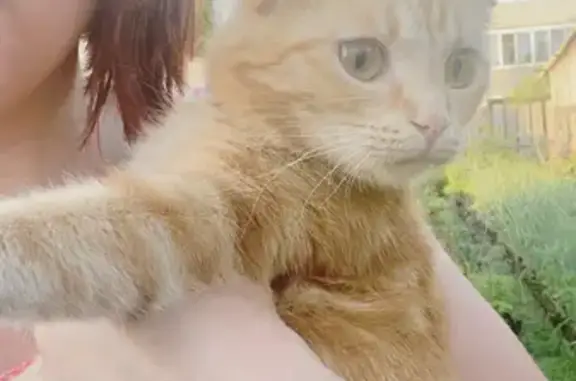 Пропала рыжая кошка с ошейником на улице Мира, Шушенское