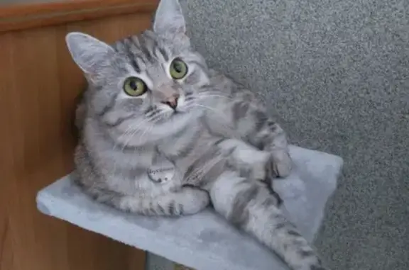 Пропала кошка Бусинка, г. Семилуки, Воронежская область