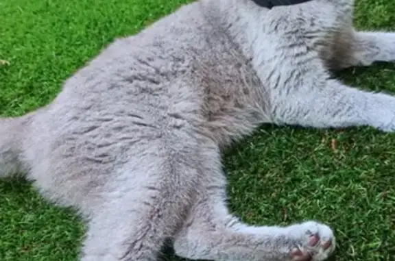 Найдена кошка на Надёжной улице в Краснодаре