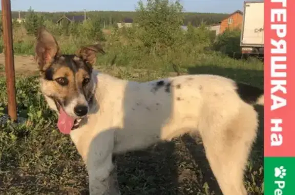 Собака найдена в П. Шайдурово, КП Красная поляна, голодная и игривая.