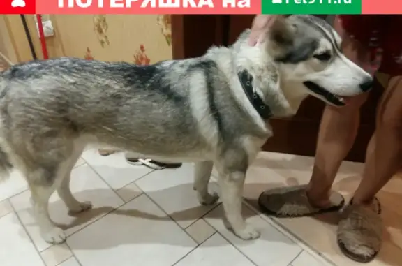 Найдена собака Хаски на ул. Титова, Краснооктябрьский район