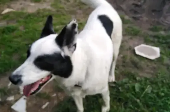 Найден пёс Бим в Замятино, Тверская область