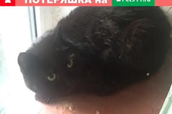 Найден черный кот в центре Пушкино: 7 Московский проспект