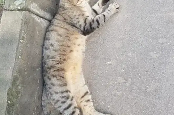 Найдена кошка у Шенкурского проезда 6Б