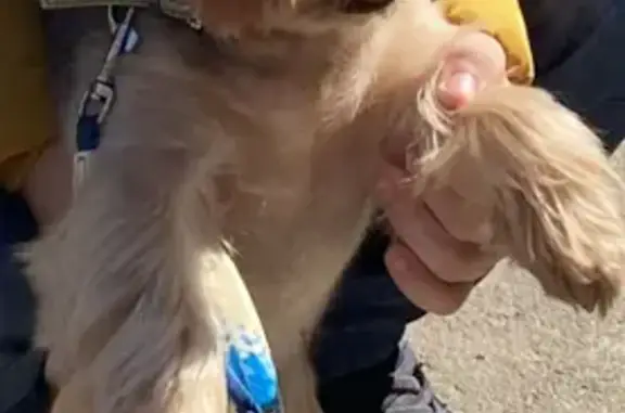 Собаки потеряшки, Москва, фото: Потеряшка собака в СНТ Нефедьево, Ступинский район, МО