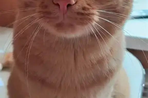 Кошки потеряшки, Санкт-Петербург, фото: Потеряшка кошка по адресу пр. Пятилеток 15/2