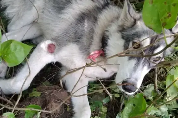 Найдена собака в Шопше, Ярославская область