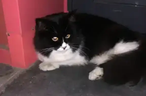 Найдена кошка на Рублёвском шоссе, домашняя и ухоженная