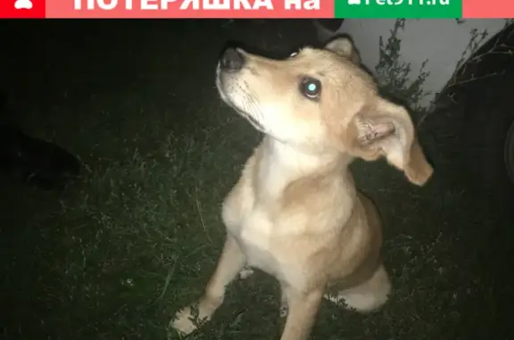 Умный щенок найден на Магистральной, Тамбов