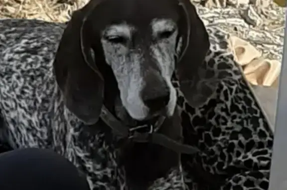 Пропала собака Курцхаар 14 лет в Снт Глебычево