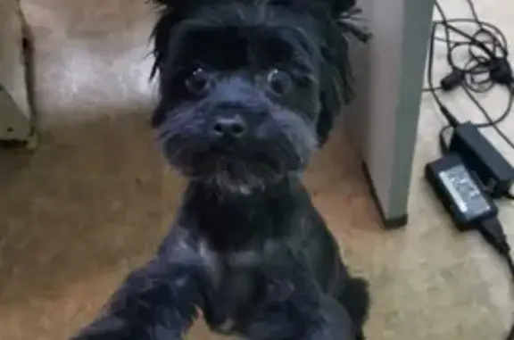 Собаки потеряшки, Томск, фото: Потеряшка собака Чёрный Йорк в академ городке (34 с1, ул. Академика Сахарова)