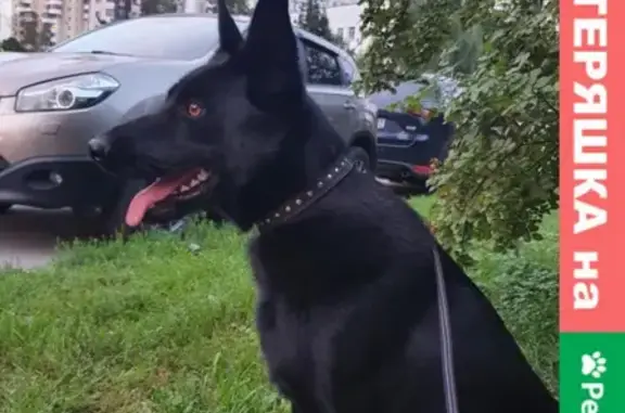Найдена собака в Северном Тушино