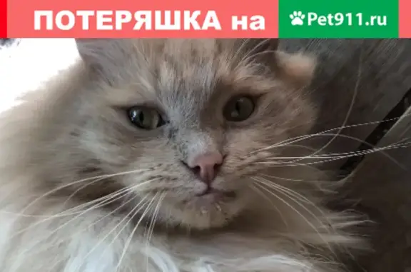 Пропала кошка Симба в Сергиево-Посадском районе