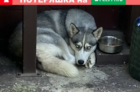 Пропала собака Хаски в Малаховке, Московская область.