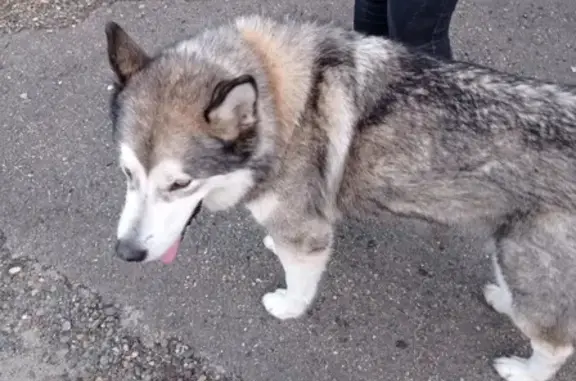 Собака найдена на Южной 15, Ставрополь