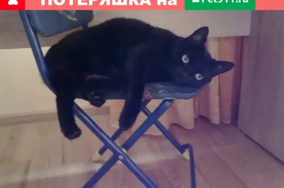 Кошки потеряшки, Тольятти, фото: Потеряшка кошка на бульваре Гая