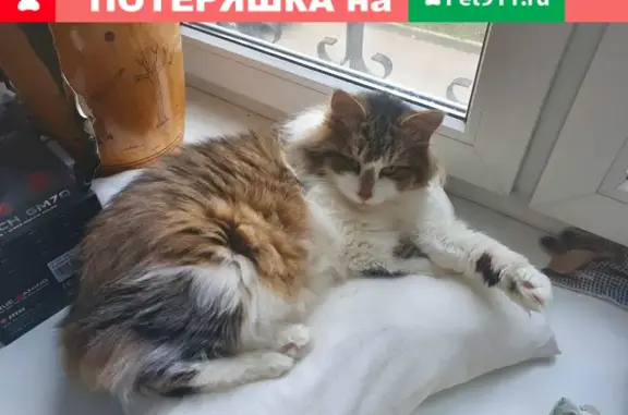 Пропала кошка Кот Василий в Большом Казённом переулке, Москва