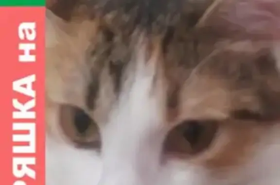 Потерянные животные Челябинск, фото: Пропала любимая кошка в СНТ 