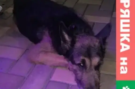 Найдена ласковая собака без адресника в парке Черевичкина