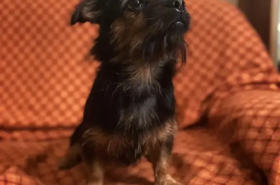 Найдена домашняя собака в Смолино, Наро-Фоминском городском округе