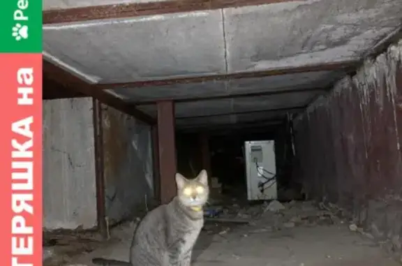 Найдена полосатая кошка под лестницей магазина Ароматный мир